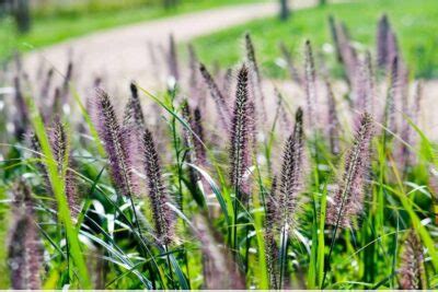 Ornamental Grass For Sun Gardens