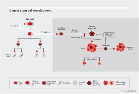 Cancer stem cells and their relation to tumor biology