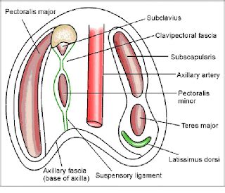 Enumerate the boundaries, contents of axilla, name the various branches of axillary artery ...