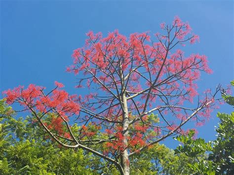 Brachychiton acerifolius – Illawarra Flame Tree | Gardening With Angus