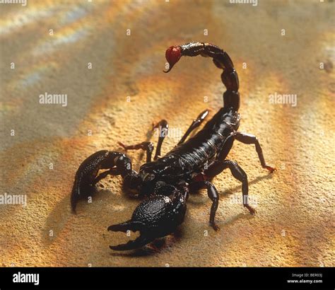 Black scorpion Stock Photo - Alamy