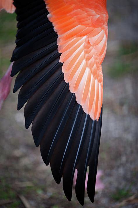 Feathers On Stretched Flamingo Wing by Photo By Elena Tarassova