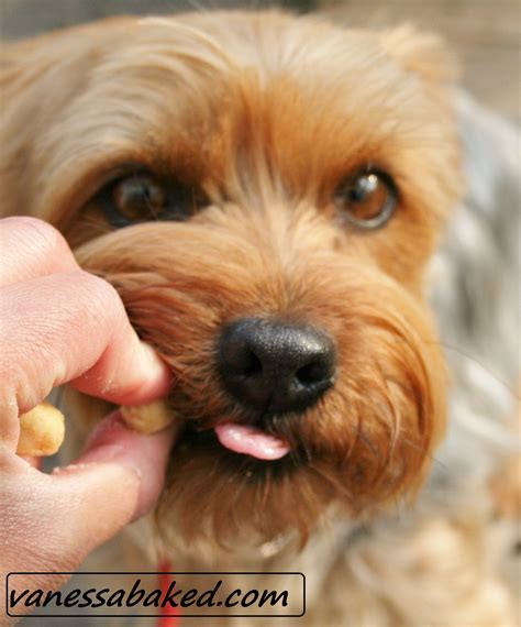 homemade bacon dog treats | Bacon dog treats, Bacon dog, Puppy treats