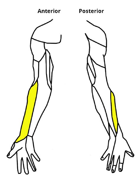 Lateral Cutaneous Nerve of the Forearm - Course - TeachMeAnatomy