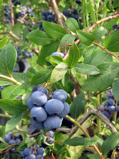 Bilberry Benefits - Healthier Steps