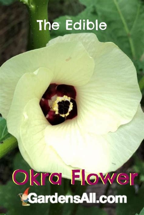 How to Grow Okra and Why You'll Want To