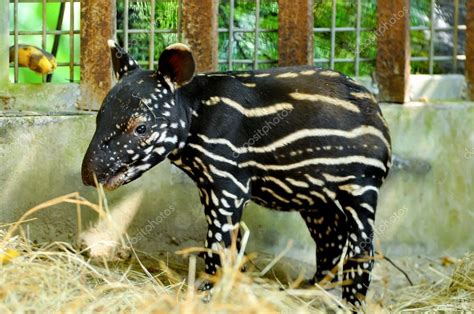 Baby malayan tapir Stock Photo by ©mazikab 52926967