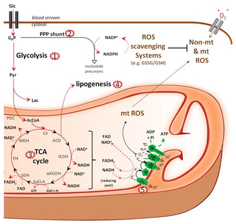 location of pentose phosphate pathway - Google Search | WORK | Pinterest