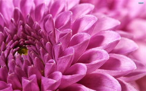 Romantic Flowers: Chrysanthemum Flowers