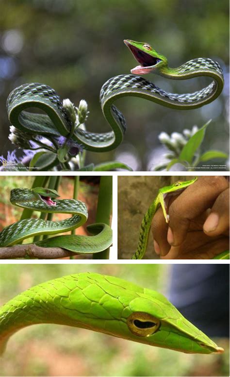 Pin by Ryan Lockwood on snakes | Vine snake, Snake, Green trees