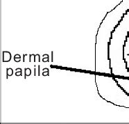 Schematic representation of the pilosebaceous unit showing both the... | Download Scientific Diagram