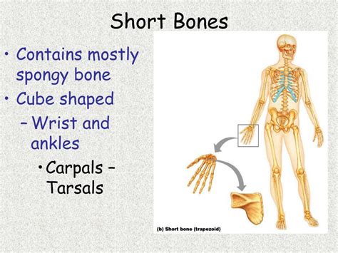 PPT - Chapter 6 Bones and Skeletal Tissues PowerPoint Presentation ...