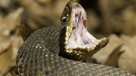 Six-year-old girl survives cottonmouth snake bite