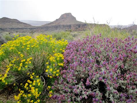 Wildflowers of the Mojave Desert