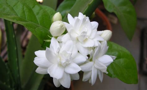 Jasmine Flower In Hindi Name - andre