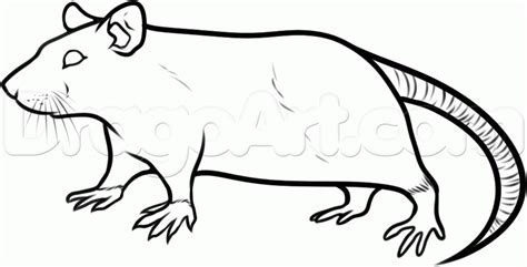 Scary Rat Drawing at GetDrawings | Free download