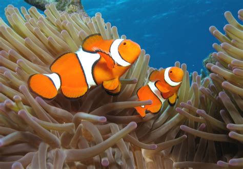 Clown Fish