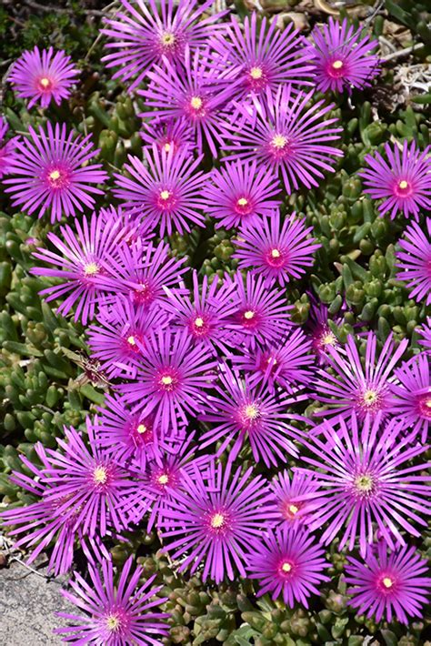 Purple Ice Plant (Delosperma cooperi) in Davidsonville, Maryland (MD ...