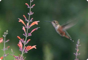 Agastache Seeds