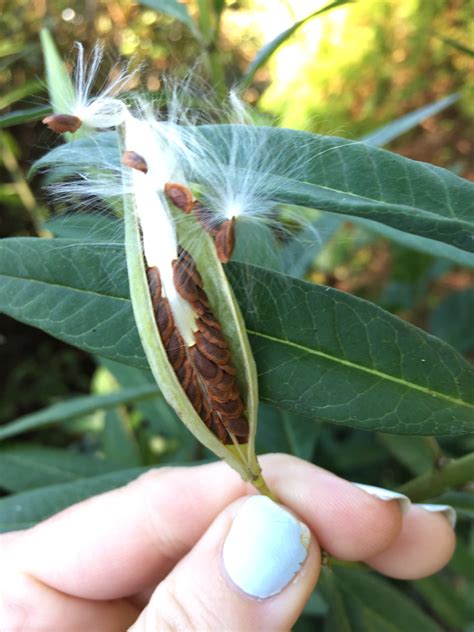 Milkweed Pods