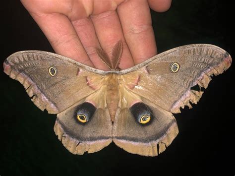 Polyphemus Moth Face : Io Moth Mimics Owl What S That Bug : Your observation that the wings are ...