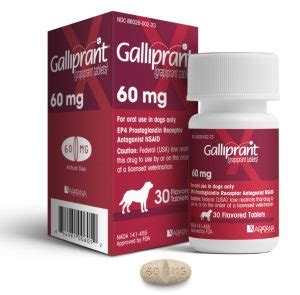 Galliprant New Arthritis Medication for Dogs - Bothell Pet Hospital