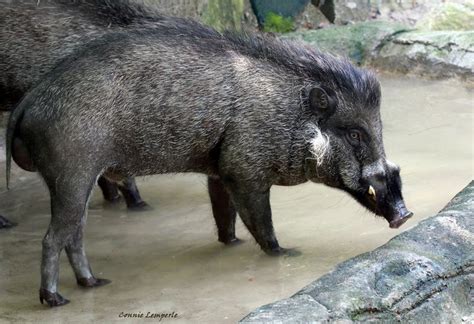 Visayan warty pig - Alchetron, The Free Social Encyclopedia