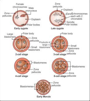 Zygote To Morula