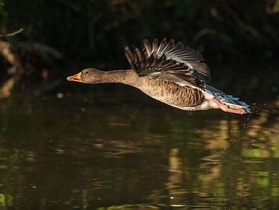 Royalty-Free photo: Brown ducks | PickPik