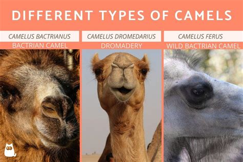 Different Types of Camels - Camel Species Examples With Photos