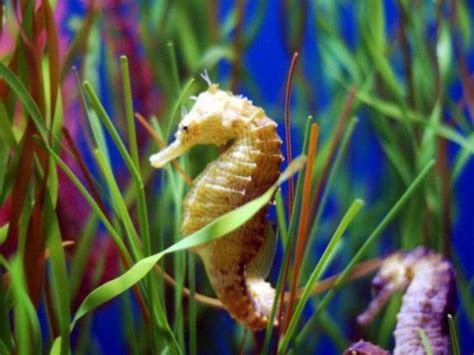 Seahorses In Their Natural Habitat - 1024x768 Wallpaper - teahub.io