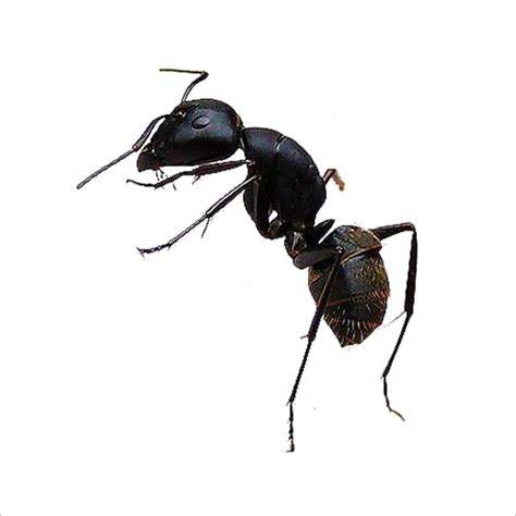 Ant PNG Transparent Images, Pictures, Photos | PNG Arts