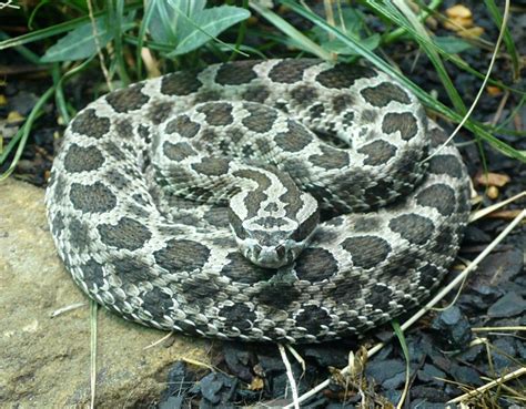 Massasauga Rattlesnake Facts and Pictures