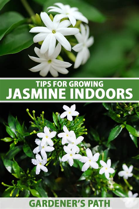 Tips for Growing Jasmine Indoors | Gardener’s Path