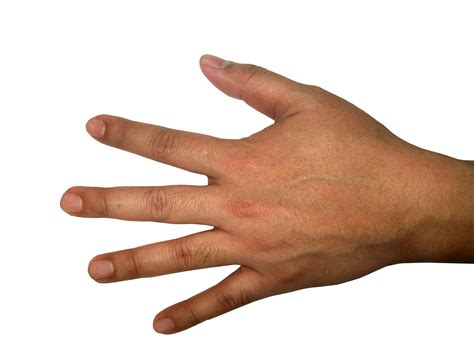 Hands Photo PNG Transparent Background, Free Download #44741 - FreeIconsPNG