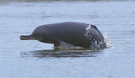 Ganges river dolphin - Whale & Dolphin Conservation Australia