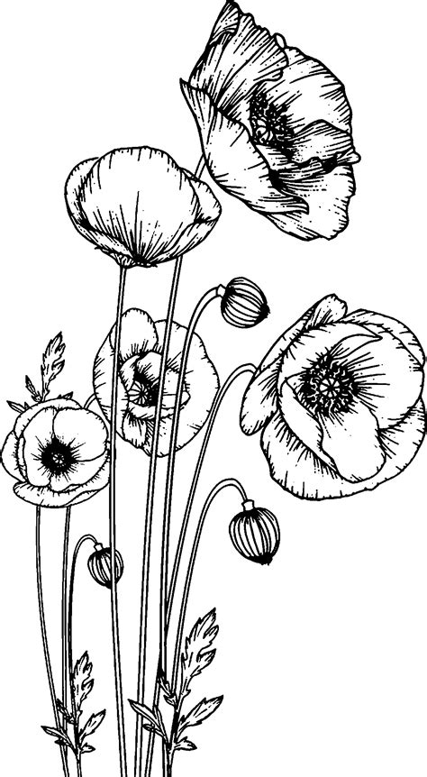 Poppy Flower Drawing, Flower Line Drawings, Floral Drawing, Flower Art Painting, Watercolor ...