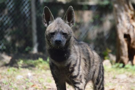 Striped Hyena – Utica Zoo