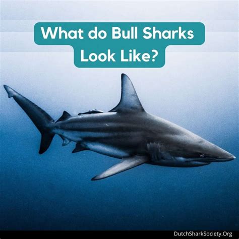 Bull Shark Facts & Information Guide - Dutch Shark Society