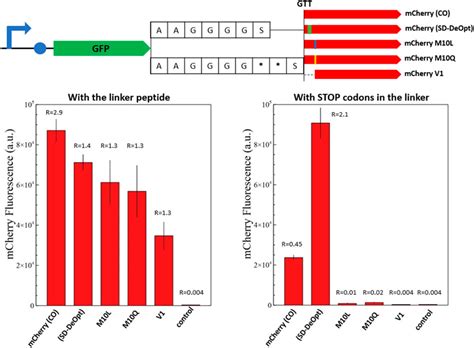 Frontiers | mCherry contains a fluorescent protein isoform that ...