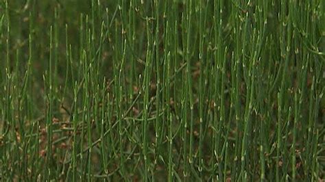 Ephedra: A beneficial and controversial herb | Fox News