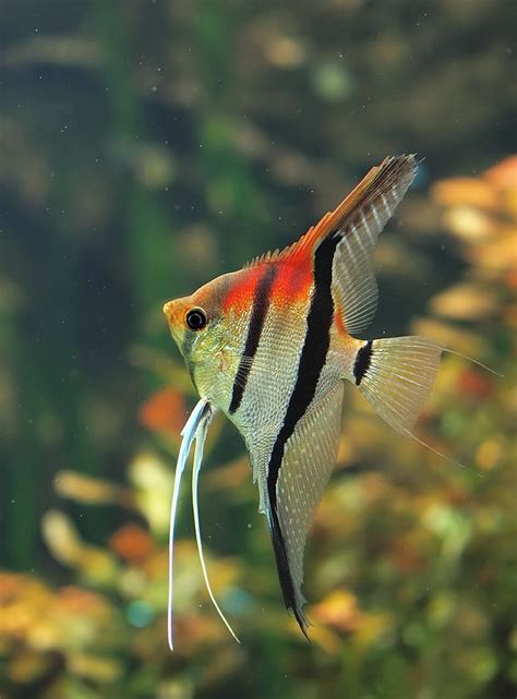 18 Different Types Of Angelfish to Consider For Your Freshwater Fish Tank | Freshwater aquarium ...