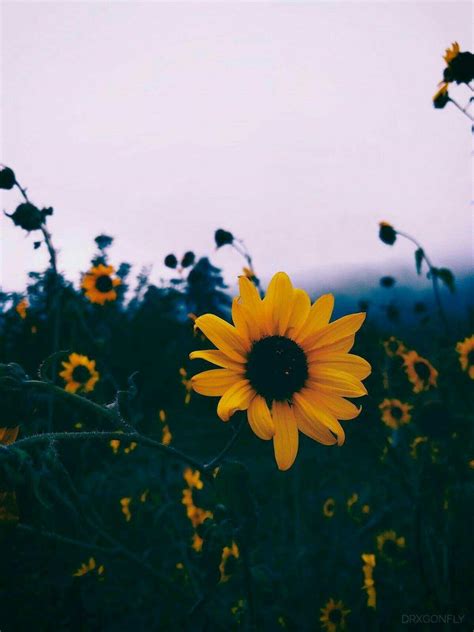 Aesthetic Sunflower Wallpapers - Wallpaper Cave