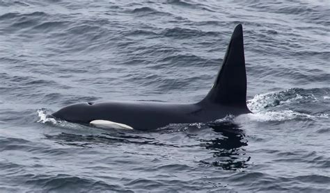 My amazing week watching orcas in Scotland - Whale and Dolphin Conservation