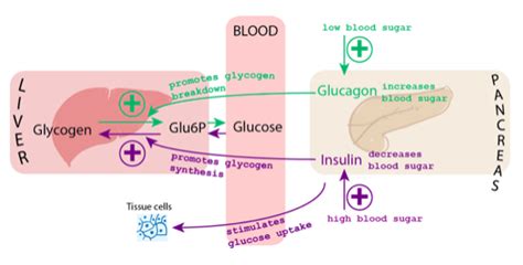 Homeostasis Lab | Biology II Laboratory Manual | | Course Hero