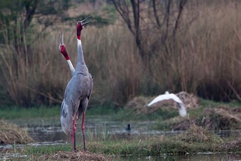 Sultanpur National Park, India - WorldAtlas