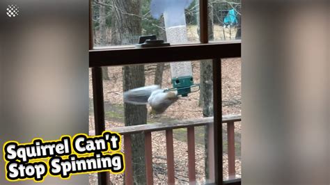 Hilarious squirrel is caught spinning frenzy from a bird feeder. - YouTube