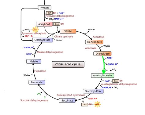 Level 135 - Durham University Medicine (Year One), - Memrise