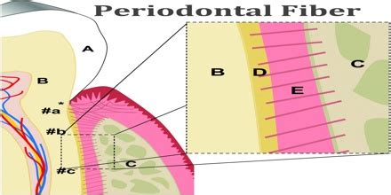 Periodontal Fiber - Assignment Point