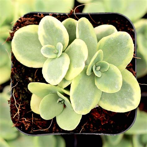 Drought Tolerant Low Water Succulents | MCG™